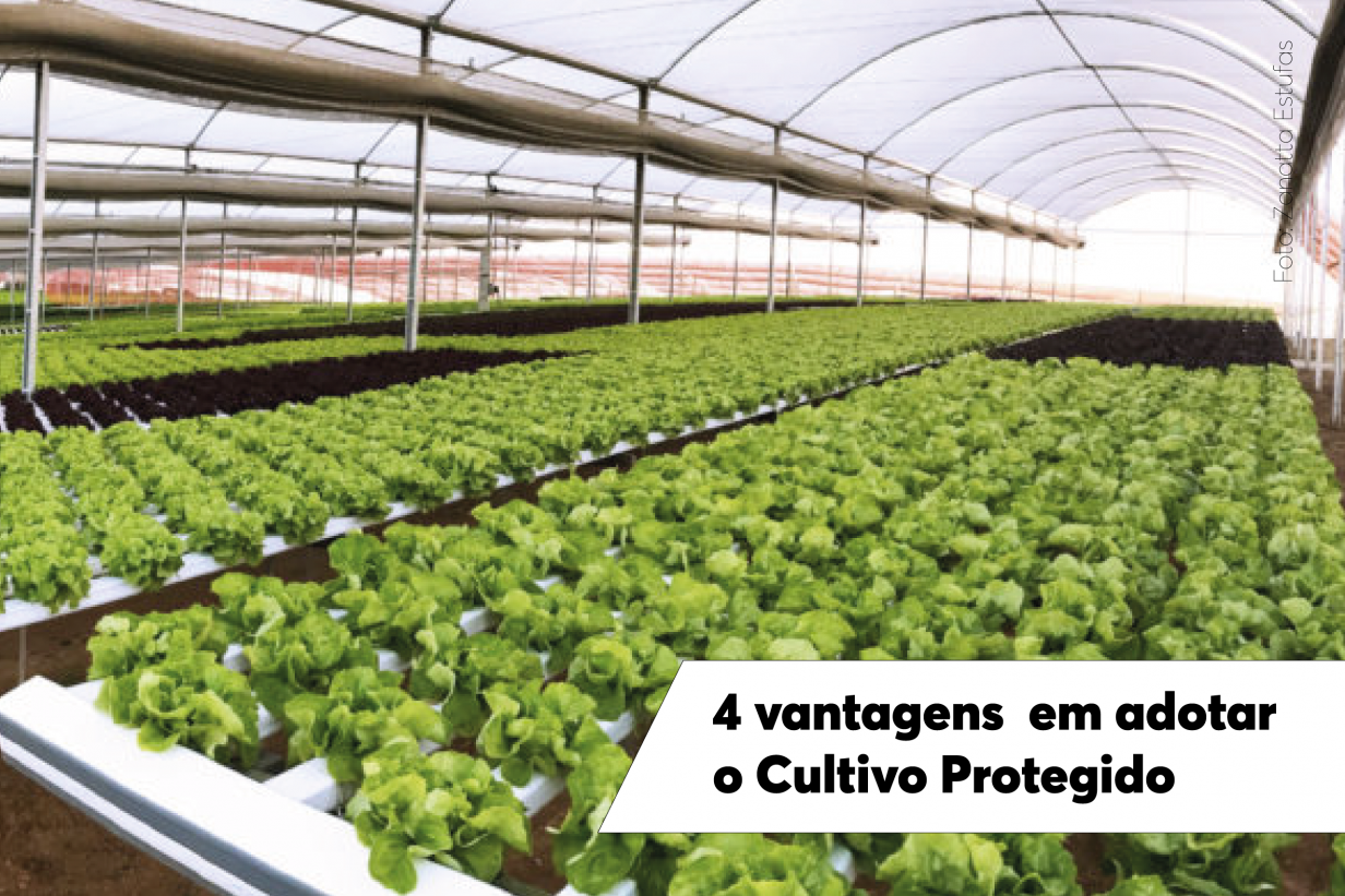 Cultivo Protegido: 4 vantagens para adotar essa tecnologia