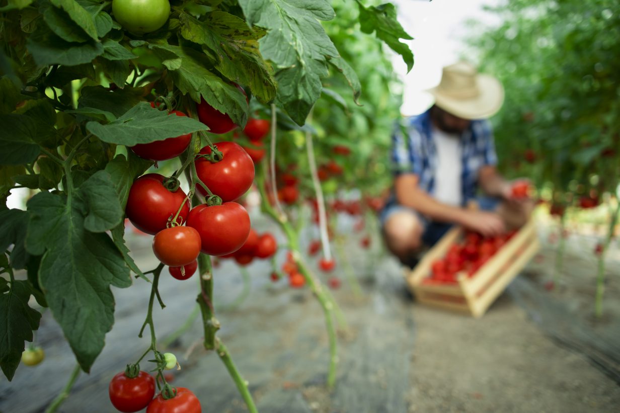 Tomate: Produtores encerram janeiro com saldo positivo